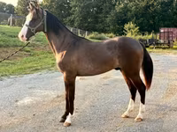 Hengst, Rocky Mountain Horse — Foto 3