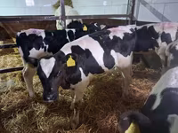 Bulle, Holstein-Rasse — Foto 6