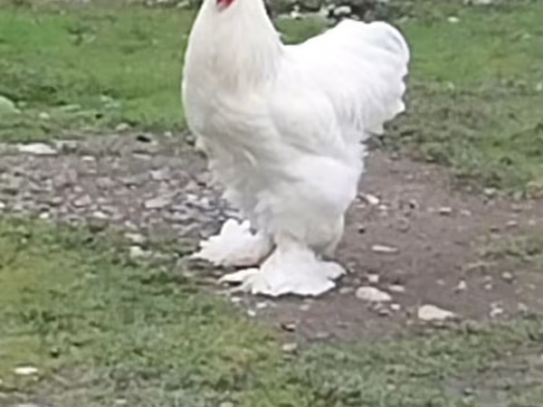 Chickens
