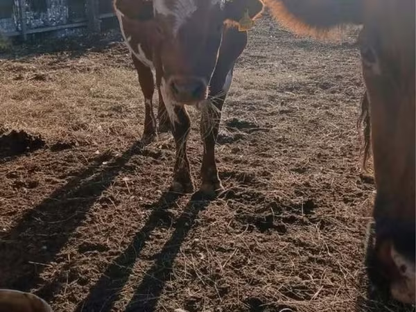 Bulle, Swiss cattle