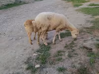 公羊, Sheep — 照片 2