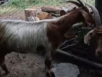 Billy Goat, Goats — photo 2