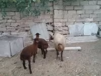 Вівця, Вівці — фото 2
