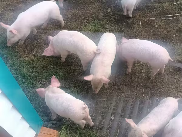 Eber, Schweine