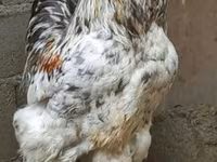 Brahma — photo 1