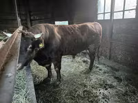 Bulle, Aberdeen-Angus — Foto 6