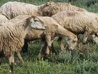 Ovejas (lote, sexo no especificado), Ovejas — foto 1