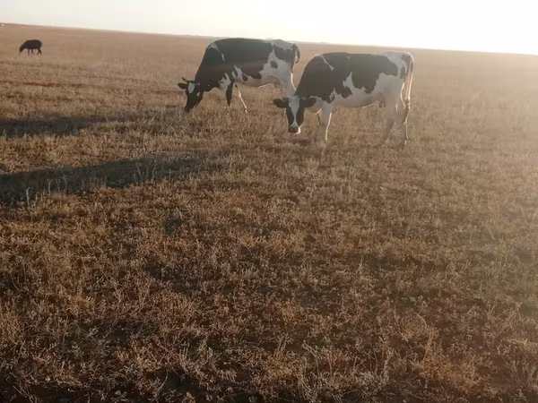 Kuh, Holstein-Rasse