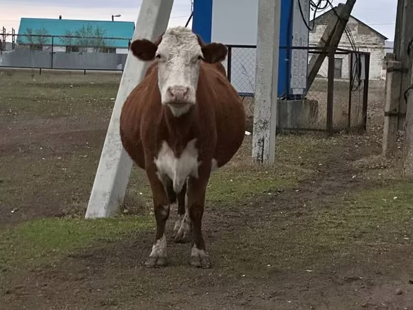 Vaca, Simmental cattle