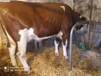 Kuh, Simmental cattle — Foto 2