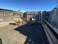 公羊, Sheep — 照片 2