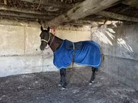 At, Thoroughbred horse — foto 1