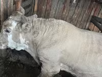 Toro, Simmental cattle — foto 1