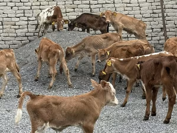 ثور, الماشية