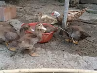 Ducks — 1-rasm