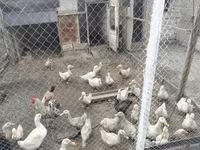 Ducks — photo 2