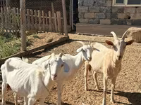 Goat, Saanen goat — photo 8
