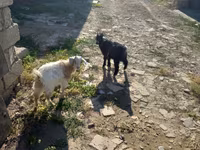 Cabra, Cabras — foto 3