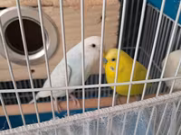Dalmatin və sarı rəngli iki dalğıç papağanla birlikdə tam dəst quş — 2-rasm