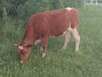 Kuh, Simmental cattle — Foto 3