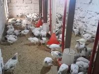 Brahma — Foto 3