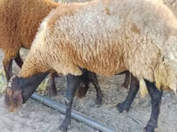 Schaf, Schafe — Foto 6
