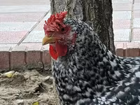 Chickens — الصورة 6