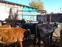 İribuynuzlu mal-qara (partiya, cinsi göstərilməyib), Swiss cattle — foto 2