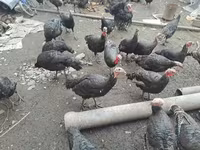 Turkeys — الصورة 1