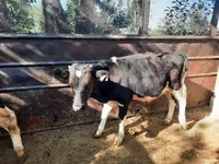 सांड, मवेशी — फ़ोटो 6