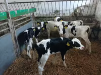 牛只（批次，未指定性别）, Russian Black pied cattle — 照片 3
