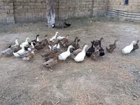 Ducks — Foto 3