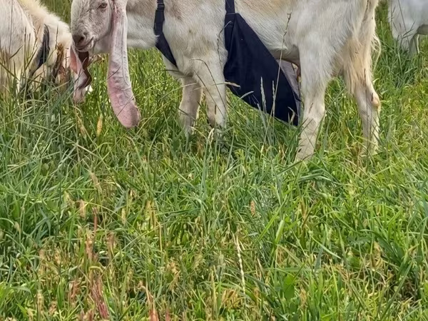 Ziegenbock, Gulabi goats