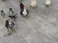 डोमेस्टिक मस्कोवी — फ़ोटो 5