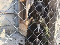 Labrador Retriever, Dişi cinsidir, 8-9 aylıqdı, baxmağa vaxt yoxdu — фото 3
