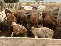 Toro, Simmental cattle — foto 2