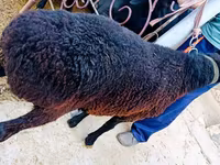 公羊, Sheep — 照片 1