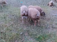 Sheep (batch, sex not specified), Sheep — photo 5