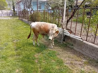 Toro, Ganado vacuno — foto 8
