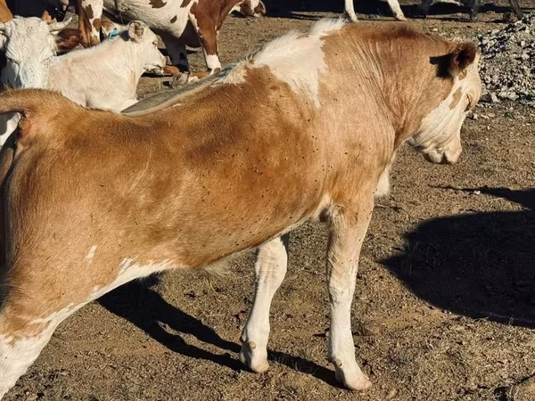 Bull, Cattle — Kazakhstan