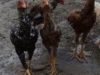 Chickens — 4-rasm