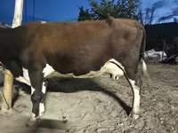 गाय, Latvian Blue cattle — फ़ोटो 2