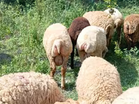 كبش, الأغنام — الصورة 1