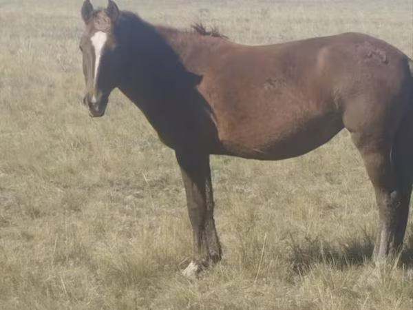 Stute, Kazakh horse