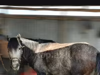 Hengst, Azerbaijan horse — Foto 1
