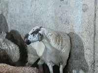 Қой, Қойлар — 2-сурет