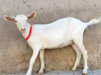 Коза, Saanen goat — фото 3