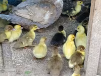 Ducks — foto 3