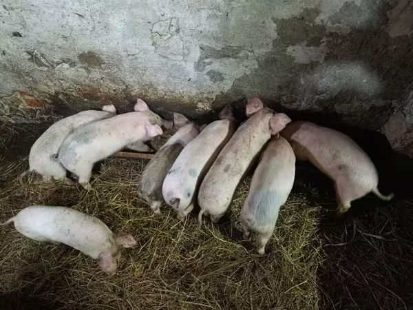 Schweine (Partie, Geschlecht nicht angegeben), Schweine