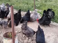 أوسترالورب — الصورة 3